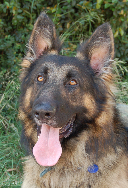 Large boned german shepherd hotsell